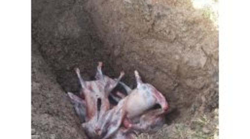 Soma&rsquo;da, Zabıtadan Ka&ccedil;ak Et Operasyonu