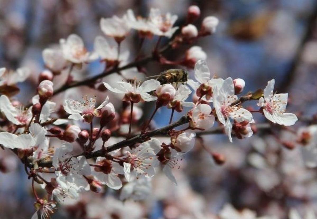(&ouml;zel Haber) Şanlıurfa&rsquo;da Ağa&ccedil;lar &Ccedil;i&ccedil;ek A&ccedil;tı