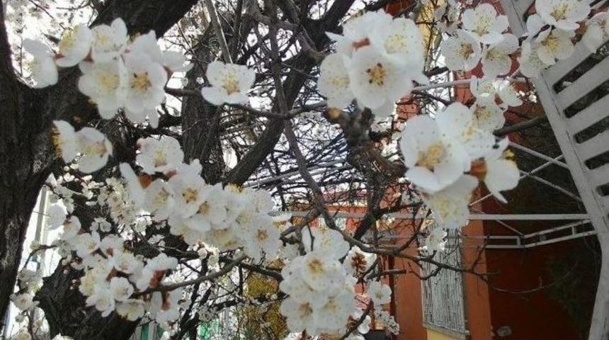 Ağa&ccedil;ların Erken &Ccedil;i&ccedil;ek A&ccedil;ması &Uuml;reticiyi Tedirgin Etti