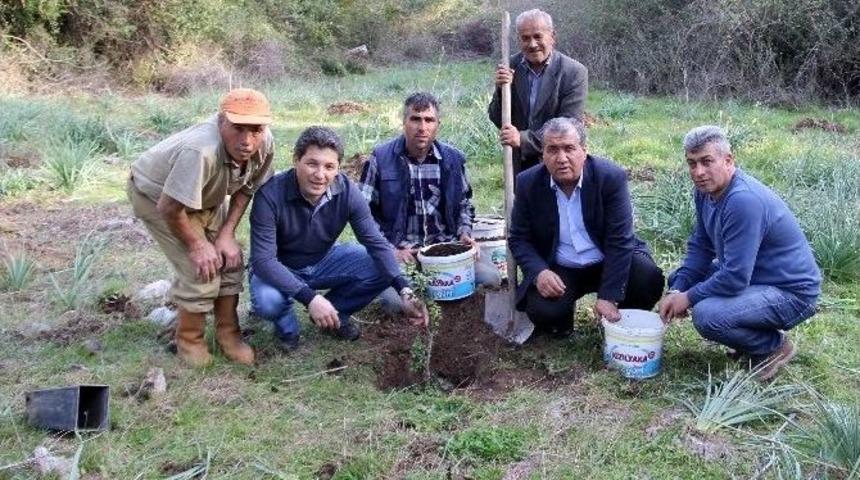 Muğla&rsquo;nın Sakız Bah&ccedil;eleri