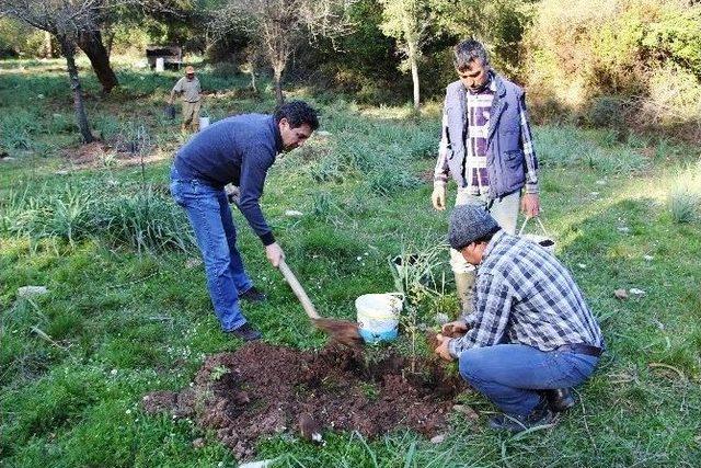 Muğla’nın Sakız Bahçeleri