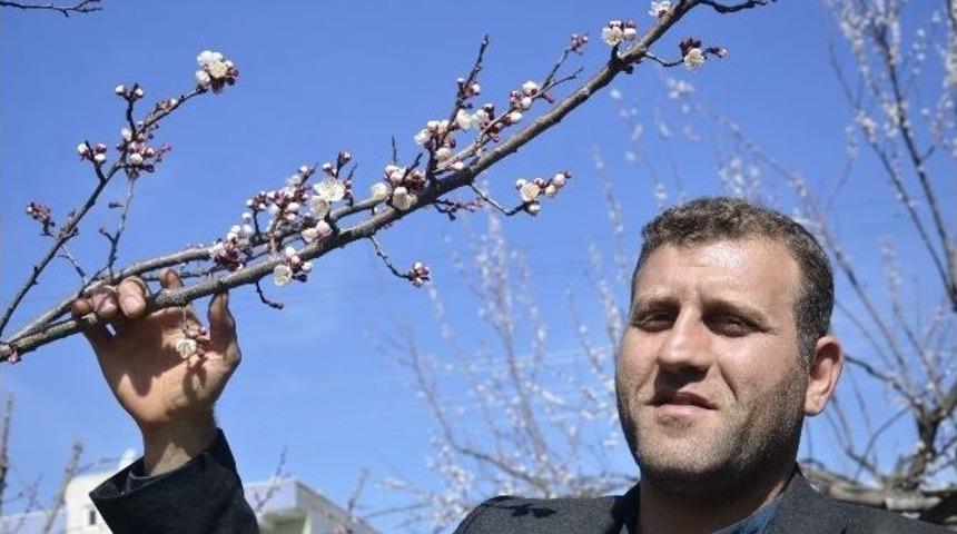 Batman&rsquo;da Badem Ağa&ccedil;ları &Ccedil;i&ccedil;ek A&ccedil;tı