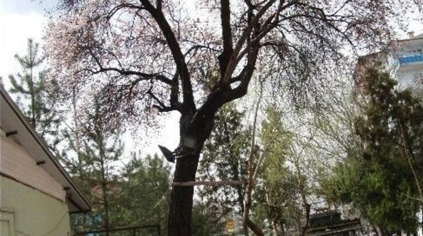 70 Yıllık Badem Yalancı Baharda &Ccedil;i&ccedil;ek A&ccedil;tı