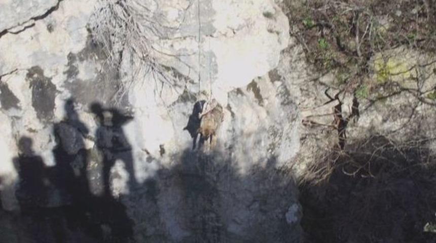 Kanyonda Mahsur Kalan K&ouml;peği Belediye Ekipleri Kurtardı