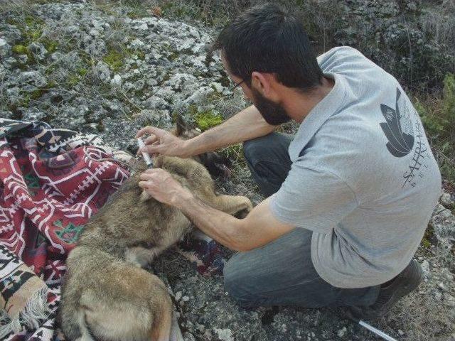 Kanyonda Mahsur Kalan Köpeği Belediye Ekipleri Kurtardı