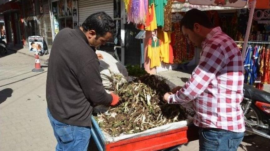 Baharın M&uuml;jdecisi Kenger Otu Pazara İndi