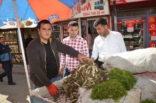 Baharın Müjdecisi Kenger Otu Pazara İndi