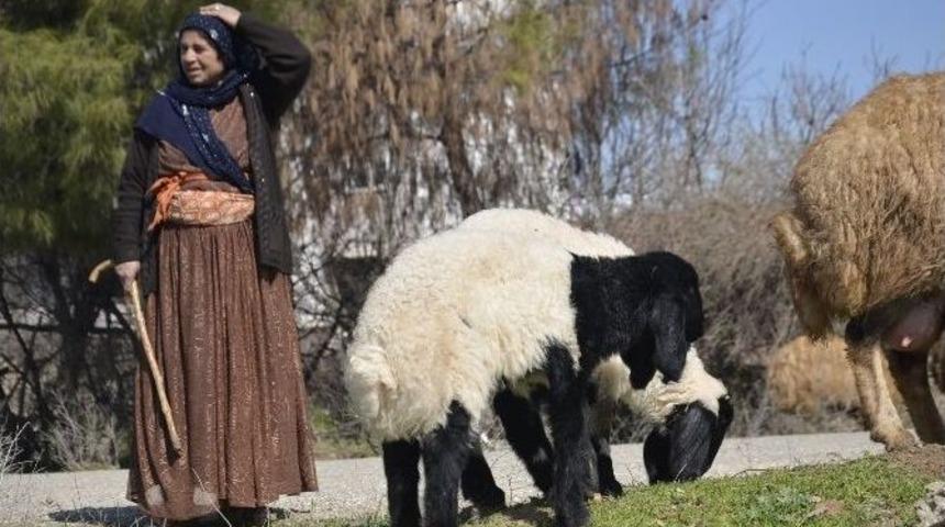 G&ouml;&ccedil;erlerin Yayla Yolculuğu Başladı