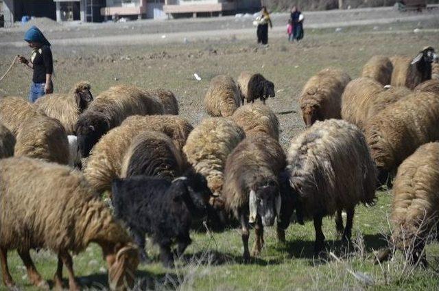 G&ouml;&ccedil;erlerin Yayla Yolculuğu Başladı 1