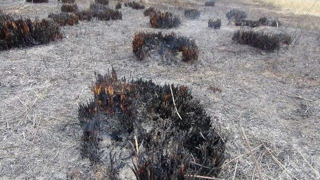 Kuş Cennetini Yakan Çiftçi Yakalandı