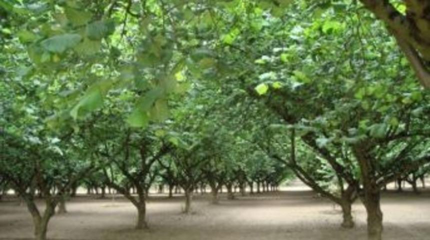 Abd T&uuml;rk Fındığına Rakip