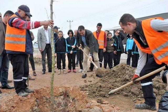 Ayvalık Belediyesi’nin Diktiği Çınarlar Küçükköy’ün Geleceği Olacak