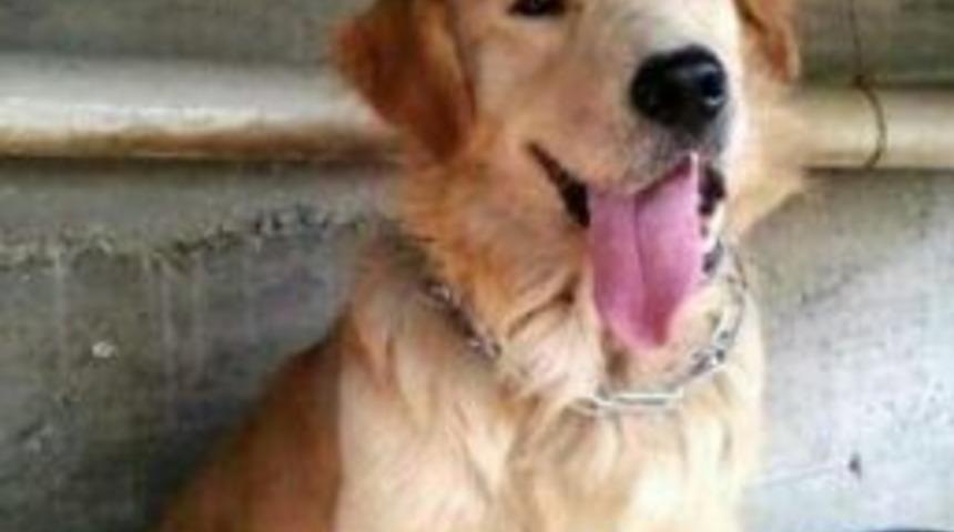 Kayıp K&ouml;peğini Arıyor