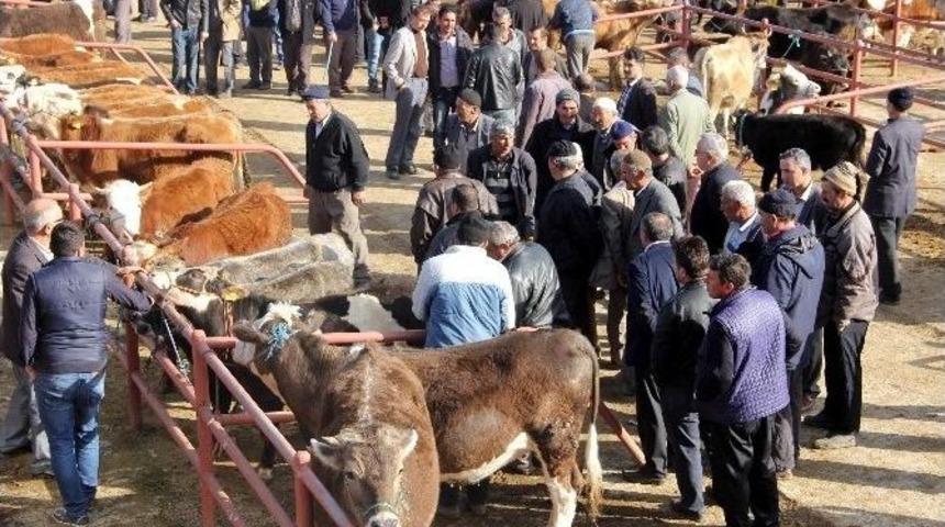 A&ccedil;ılan Hayvan Pazarı, Y&uuml;zleri G&uuml;ld&uuml;rd&uuml;