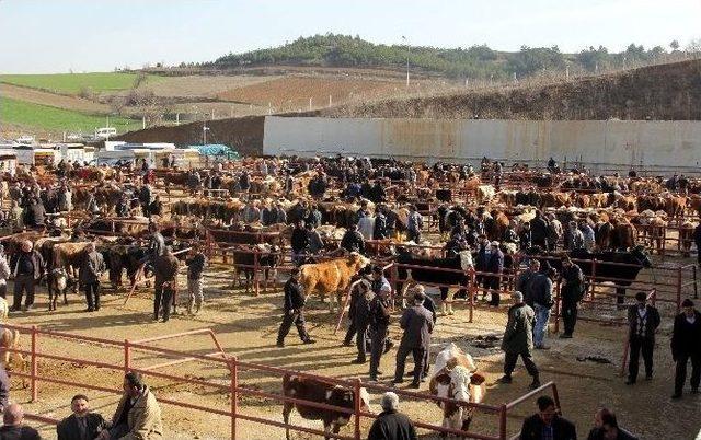 Açılan Hayvan Pazarı, Yüzleri Güldürdü