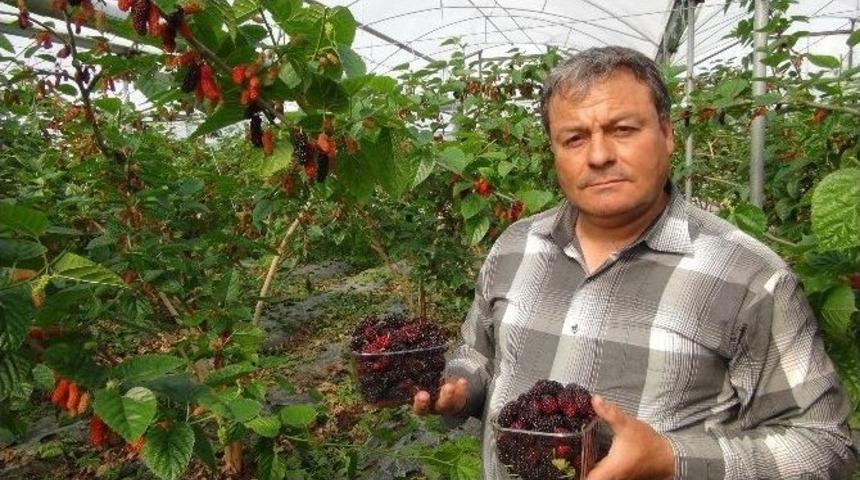 (&ouml;zel Haber) Yılın İlk Karadut Hasadı