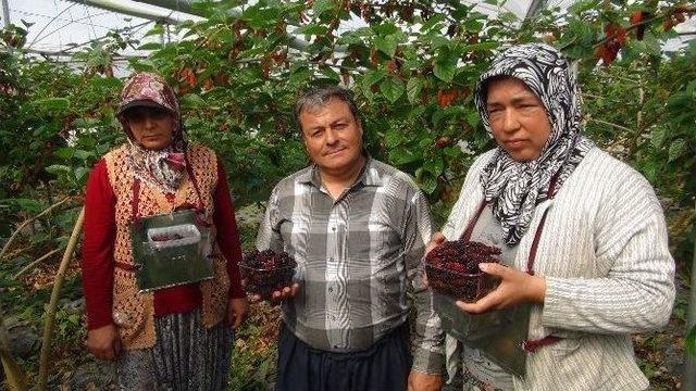 (özel Haber) Yılın İlk Karadut Hasadı 1
