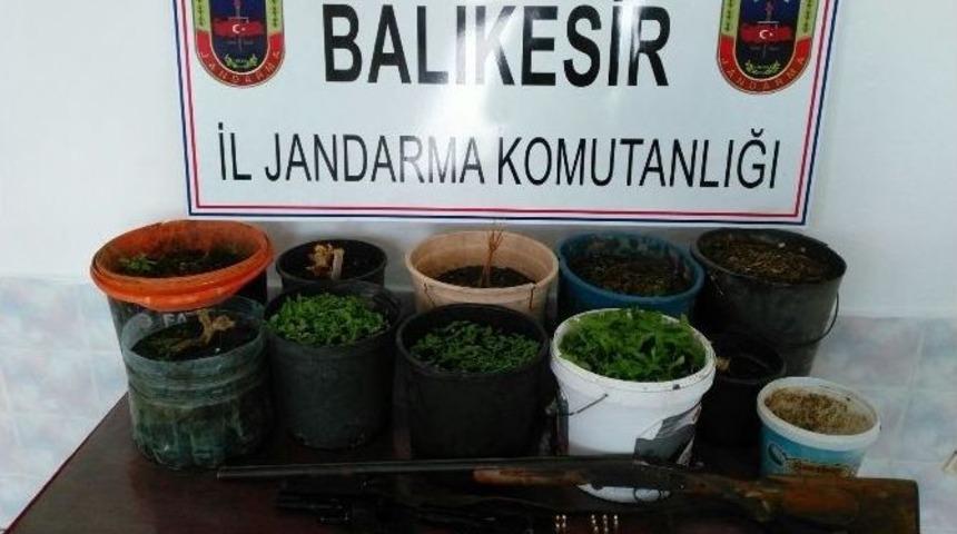 Uyuşturucuları Saksıya Diktiler