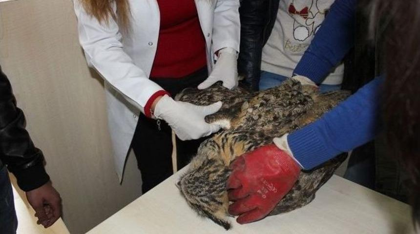 Orman Ve Su İşleri Bakanlığı&rsquo;ndan Yaban Hayvanlarına Şefkat Eli