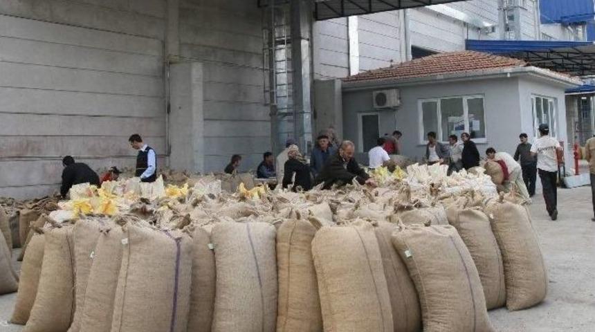 T&uuml;ccar Fındığa Doydu