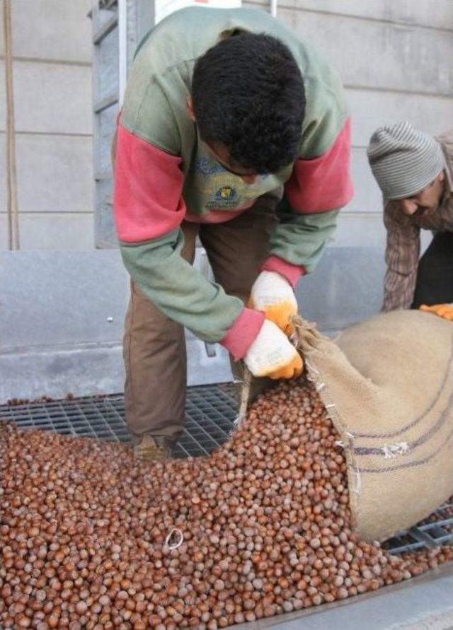 Tüccar Fındığa Doydu