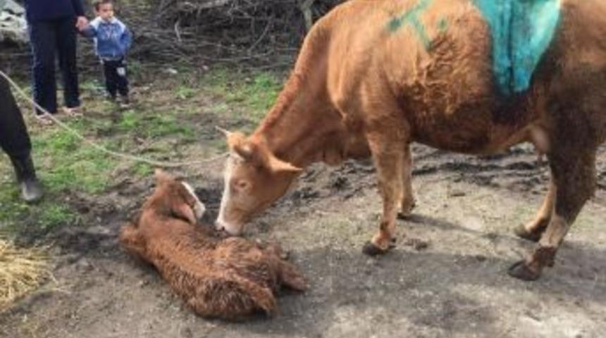 Doğum Yapamayan İneğe Sezaryen Yapıldı