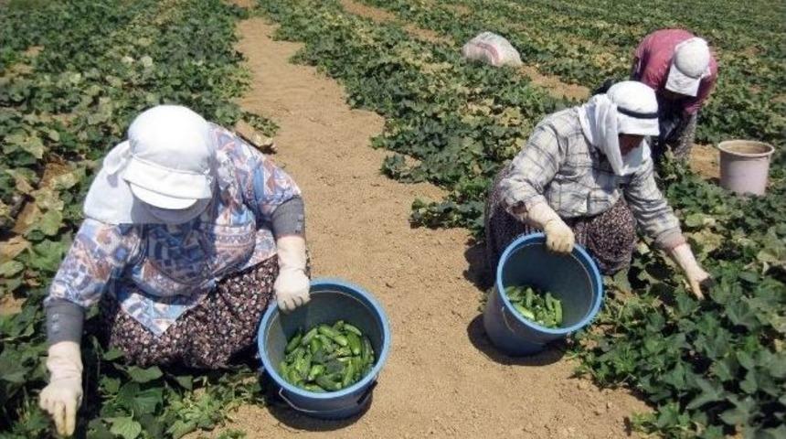 Tarımda Da Kadın İş&ccedil;iler Daha Az Kazandı
