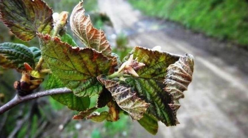 Fındık Bah&ccedil;elerini Zirai Dondan Korumanın Yolları