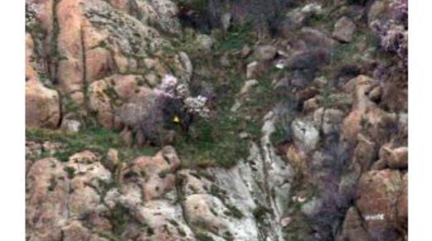 Tarihi Kaleden D&uuml;şen Şemsiyesini Almak İ&ccedil;in Kayalıklara Tırmandı