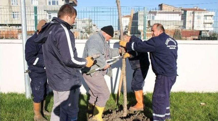 Kapaklı Belediyesi 500 Fidan Dikti