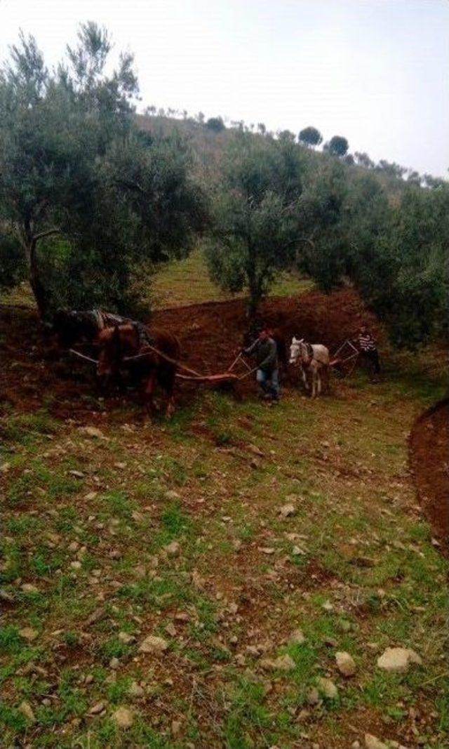 Burhaniye’de Bu Yıl Zeytinlikler Daha Bakımlı