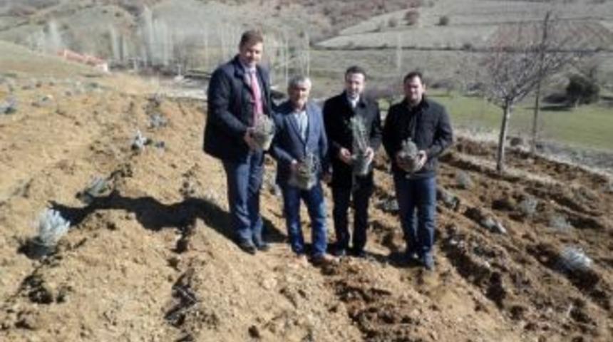 Bolvadin&rsquo;de Lavanta Ekimine Başlandı