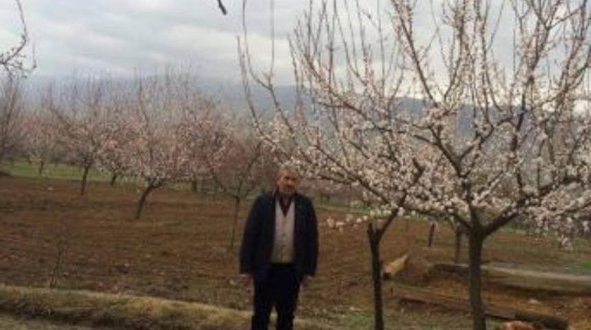 Kayısı &Ccedil;i&ccedil;ek A&ccedil;tı, &Uuml;retici Tedirgin