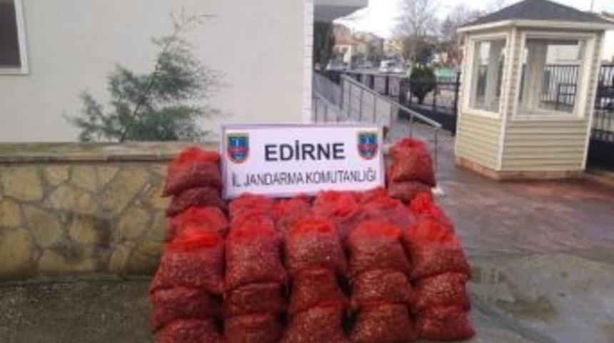 Yakalanan Midyeler Denize Bırakıldı