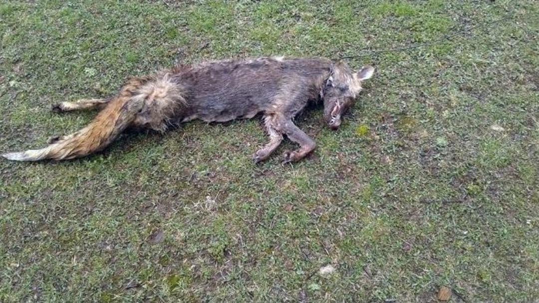 Bursa&rsquo;nın İneg&ouml;l İl&ccedil;esinde Vahşet