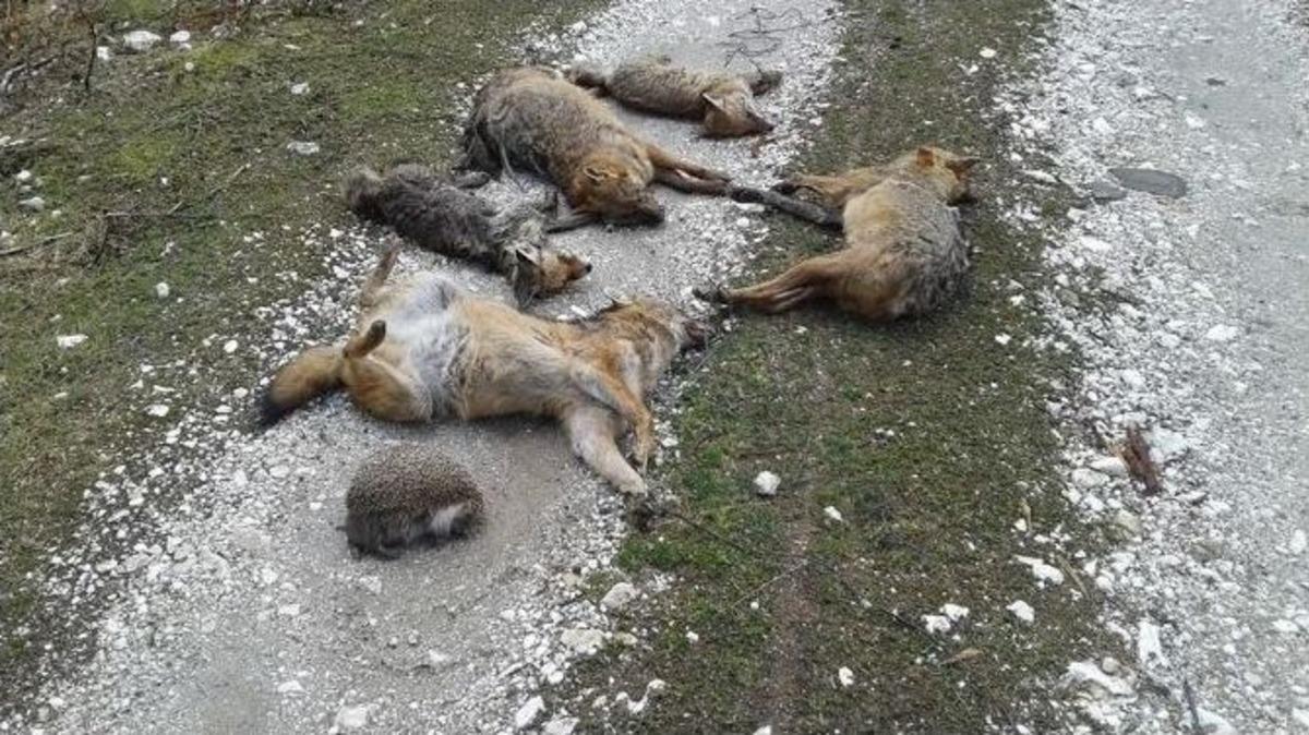 İneg&ouml;l&rsquo;de Hayvan Katliamına Soruşturma