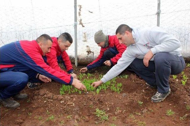 Mehmet&ccedil;ik, Kışlada Meslek &Ouml;ğreniyor 2