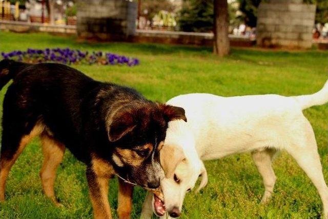 K&ouml;peklerin Park G&ouml;revlisiyle İnatlaşması 1