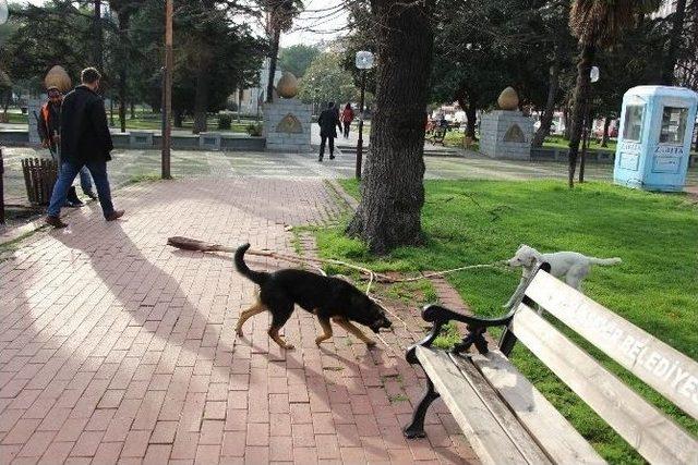 K&ouml;peklerin Park G&ouml;revlisiyle İnatlaşması 2