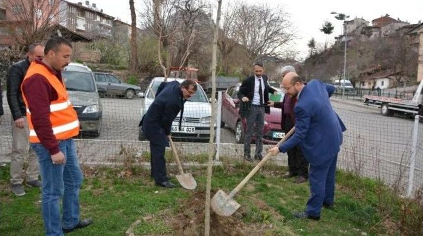 Danişmentliler&rsquo;in Başkenti &Ccedil;ınar Ağa&ccedil;larıyla Donatılıyor