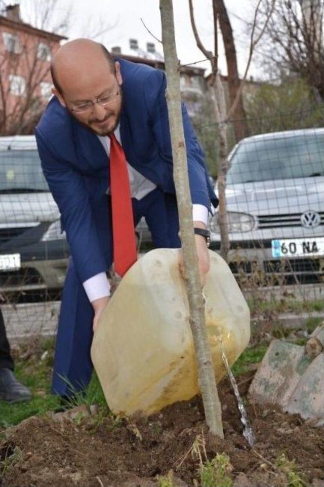 Danişmentliler’in Başkenti Çınar Ağaçlarıyla Donatılıyor 2