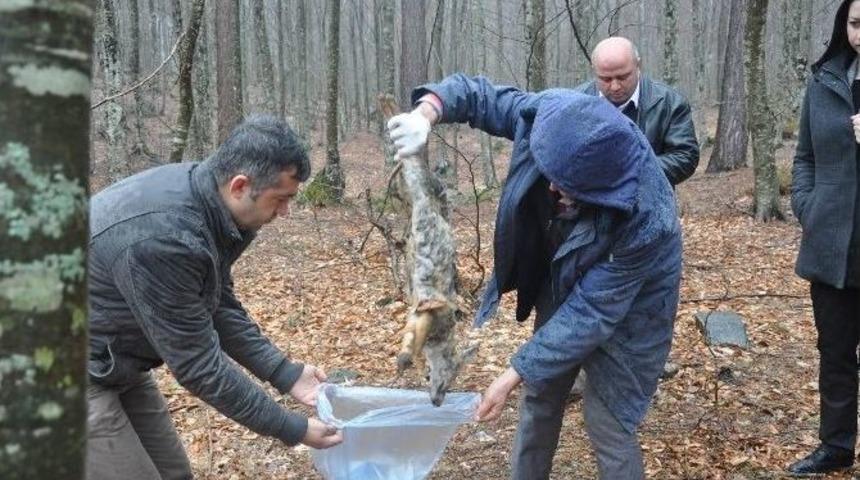 Toplu Hayvan &Ouml;l&uuml;mlerinde Şaşırtan Rapor