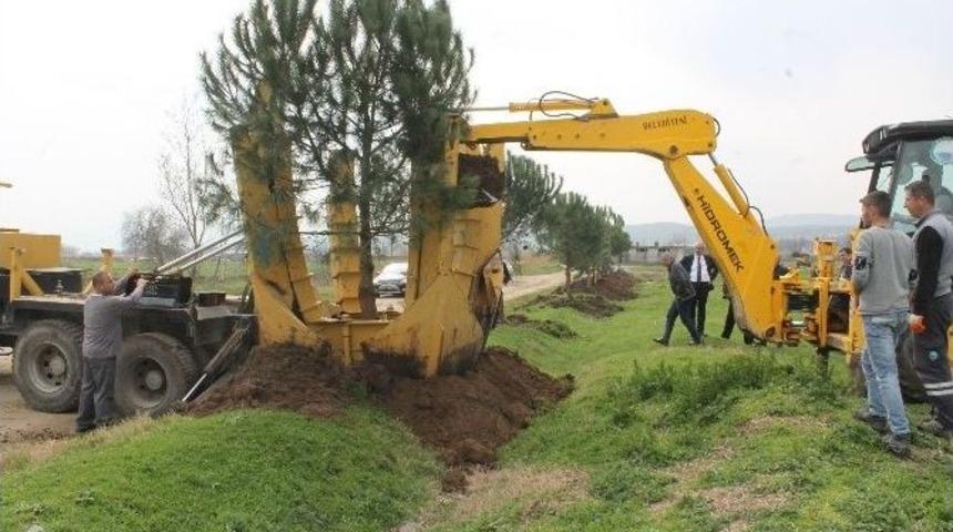 Ağa&ccedil;lara Kıyamadı