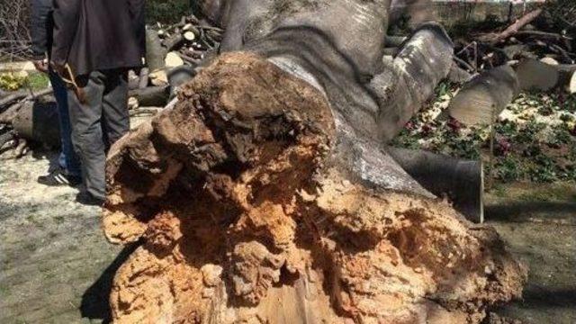 Giresun’da Çürüyen Asırlık Ağaçlar Tehlike Saçmaya Devam Ediyor