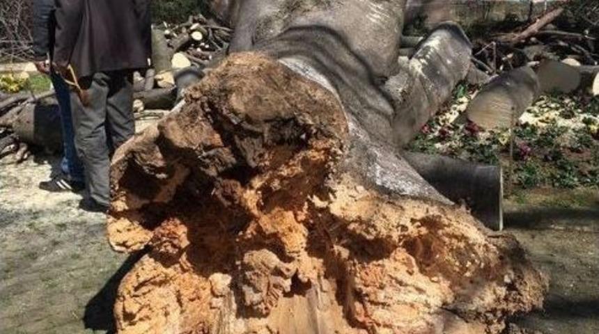 Giresun’da Çürüyen Asırlık Ağaçlar Tehlike Saçmaya Devam Ediyor