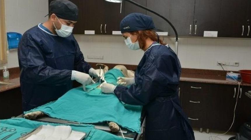 Sokak Hayvanları, Konyaaltı Belediyesi Barınağında Şifa Buluyor