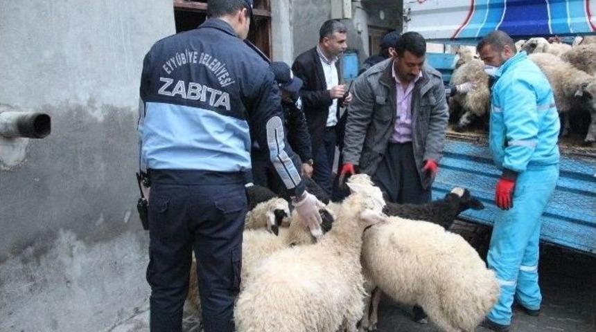 Kent Merkezindeki Hayvanlar Şehir Dışına Tahliye Ediyor