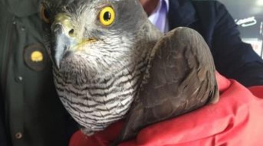 Yaralı &Ccedil;akır&rsquo;ın Tedavisi Yapıldı