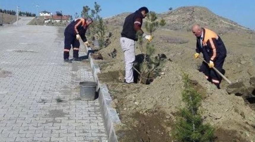Yemyeşil Bir Sungurlu İ&ccedil;in &Ccedil;alışmalar Başladı