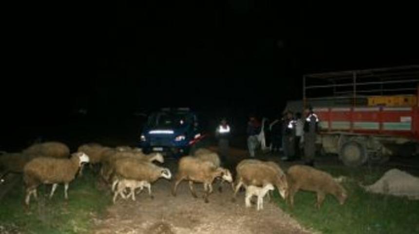 &Ccedil;aldıkları Hayvanları Adaklık Kurban Diye Sattılar